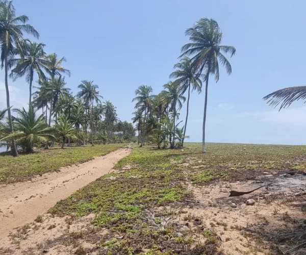 Terrain dégagé en bord de mer, une piste de terre et des cocotiers.