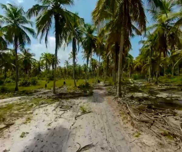 Piste de sable dans une cocoteraie, au milieu d'un terrain.