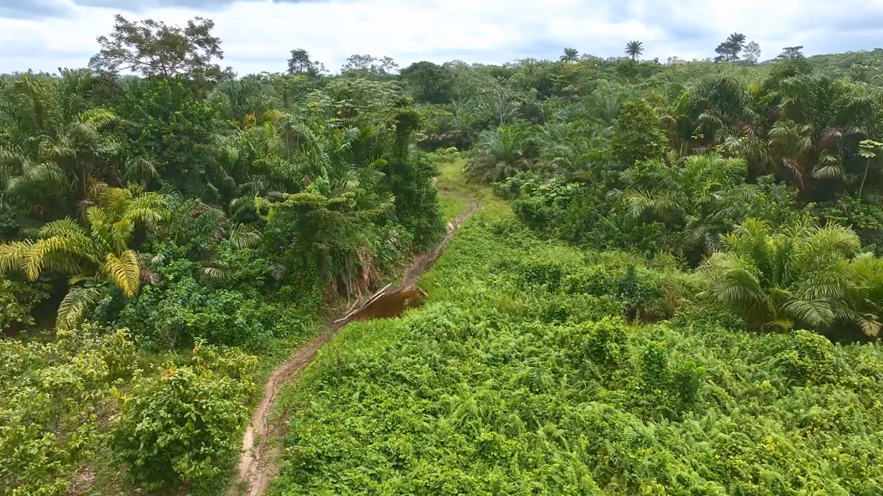 La brousse vue du drone, avant les travaux.