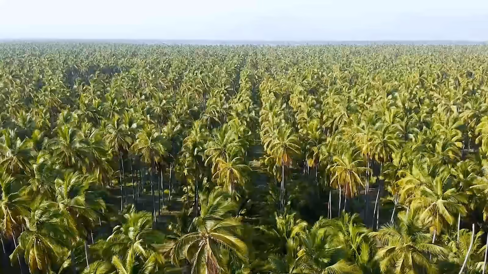 Vue de drone qui avance lentement au-dessus d'une vaste cocoteraie, jusqu'à l'horizon.